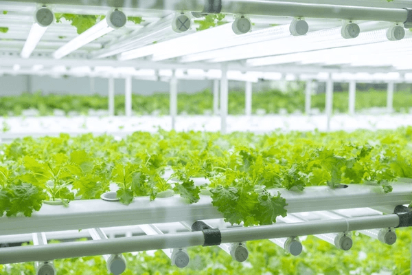 codifyformatter (4)-min